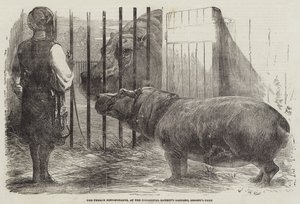 Das weibliche Nilpferd im Garten der Zoologischen Gesellschaft, Regent