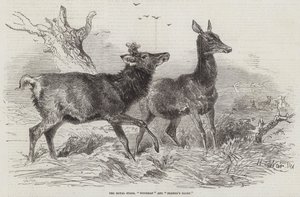 Die königlichen Hirsche, Waldmann und Bauernruhm