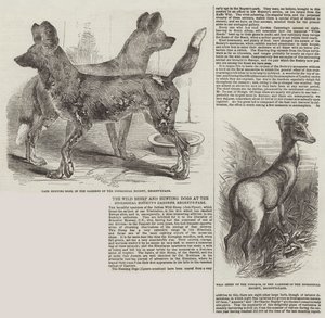 Die Wildschafe und Jagdhunde im Zoologischen Garten, Regent