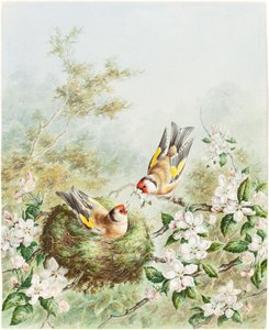 Stieglitze und ihr Nest in einem Apfelbaum