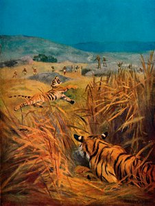 Tiger - Der Schrecken der indischen Dörfer, 1913 von Harry Dixon