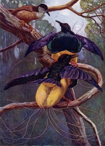 Der Purpur- und Goldvogel des Paradieses