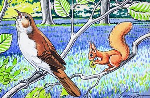Kleines rotes Eichhörnchen von Harry M. Pettit