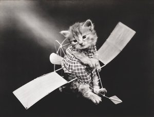 Kätzchen-Serie: Pilot fliegt Flugzeug, ca. 1914