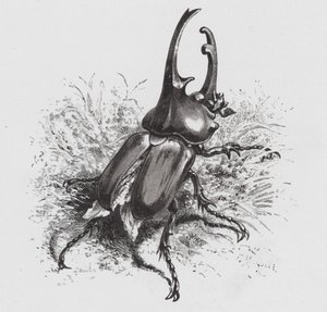 Das Insekt: Käfer von Hector Giacomelli