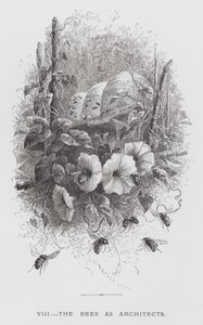 Das Insekt: Die Bienen als Architekten (Stich) von Hector Giacomelli