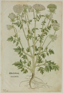 Blatt aus dem Neuen Kräuterbuch von Leonhart Fuchs, Tafel 97 aus Holzschnitte aus Büchern des XVI. Jahrhunderts