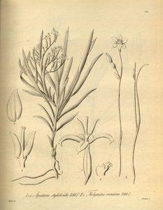 Apostasia wallichii (als Apostasia stylidioides) - Thelymitra cornicina