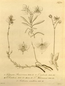 Diese Datei stammt aus der Biodiversity Heritage Library und ist online verfügbar unter biodiversitylibrary.org/page/696497