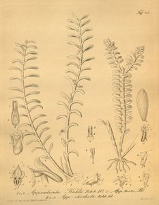 Illustrationen von Appendicula kuhlii