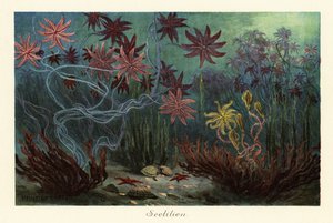 Ausgestorbene Seelilien oder Crinoiden, Crinoidea, auf dem Meeresboden, 1908