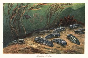 Ausgestorbene Trilobiten auf dem Meeresboden