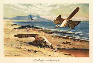 Zwei Archaeopteryx suchen am Ufer nach Nahrung