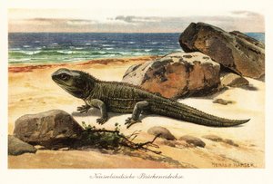 Gefährdete Tuatara, Sphenodon punctatus, am Ufer
