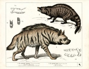 Afrikanische Zibetkatze und gestreifte Hyäne mit anatomischen Details