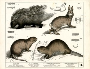 Biber, Stachelschwein und Hase