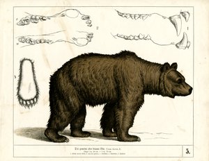 Braunbär mit anatomischen Details