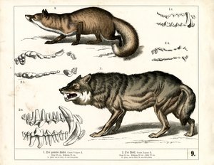 Rotfuchs und Wolf mit Zahnrepräsentationen