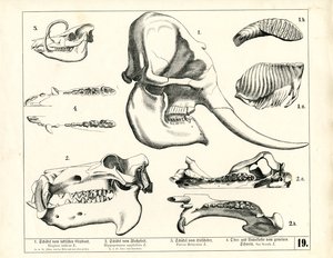 Schädel und Gebiss verschiedener Säugetiere von Heinrich Leutemann
