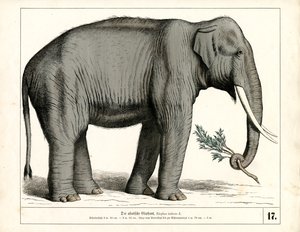 Der Asiatische Elefant
