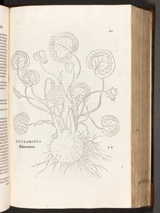 BT3.267.5 S.51 Alpenveilchen, Illustration aus De historia stirpium commentarii insignes von Leonhart Fuchs, 1542