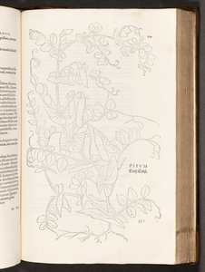 BT3.267.5 S.627 Erbse, Illustration aus De historia stirpium commentarii insignes von Leonhart Fuchs, 1542