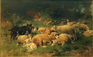 Ruhende Schafe am Waldrand