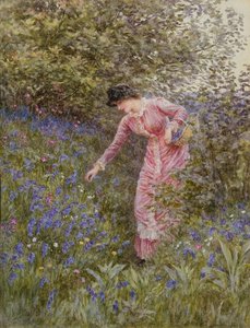 Blaue Glockenblumen sammeln