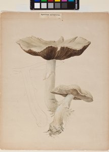 Agaricus augustus von Helen Beatrix Potter