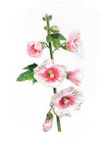 Stockrosen, 2021 von Helen White