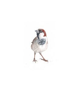 Männlicher Spatz III von Helen White