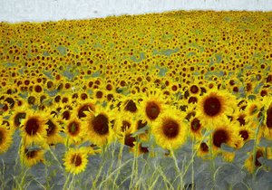 Sonnenblumenfeld von Helen White
