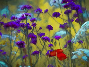 Wildes Herz