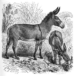 Afrikanischer Wildesel, um 1900