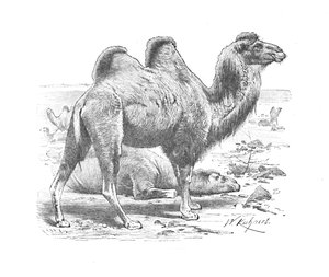Baktrisches Kamel, ca. 1900