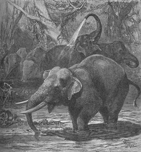 Indische Elefanten beim Baden