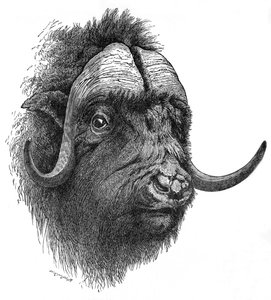 Moschusochse, um 1900