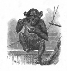 Der Schimpanse Sally, ca. 1900