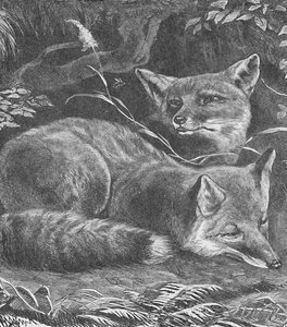 Der Fuchs zu Hause von Helena J. Maguire