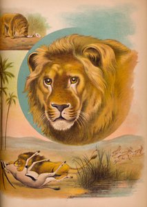 Der Löwe, um 1900