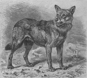 Der Wolf