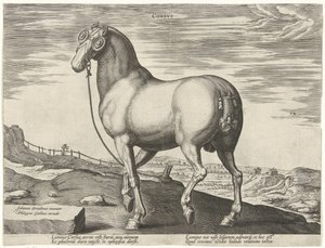 Pferd aus Korsika von Hendrick Goltzius (possibly)