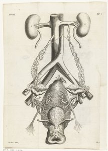 Anatomische Abbildung der weiblichen Geschlechtsorgane und der Nieren (Buchillustration) von Hendrik Bary