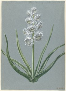 Hyazinth Markgraf Karl von Baden-Durlach von Hendrik Budde