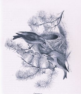 Kreuzschnäbel, Natur in Großbritannien veröffentlicht von Collins, 1946
