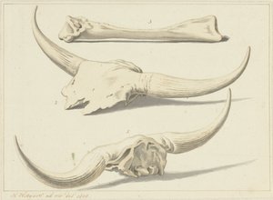 Fossile Knochen eines Auerochsen, gefunden während der Überschwemmung, 1809