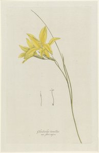 Schwertlilie (Gladiolus carinatus Aiton) von Hendrik Schwegman
