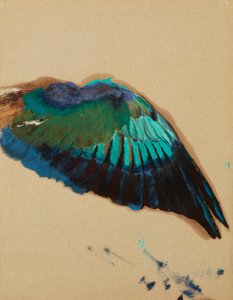 Studie eines Flügels, c.1899