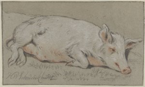 Liegendes Schwein