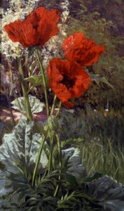 Mohnblumen. Gemälde von Henri Biva (1848-1928) Privatsammlung. von Henri Biva